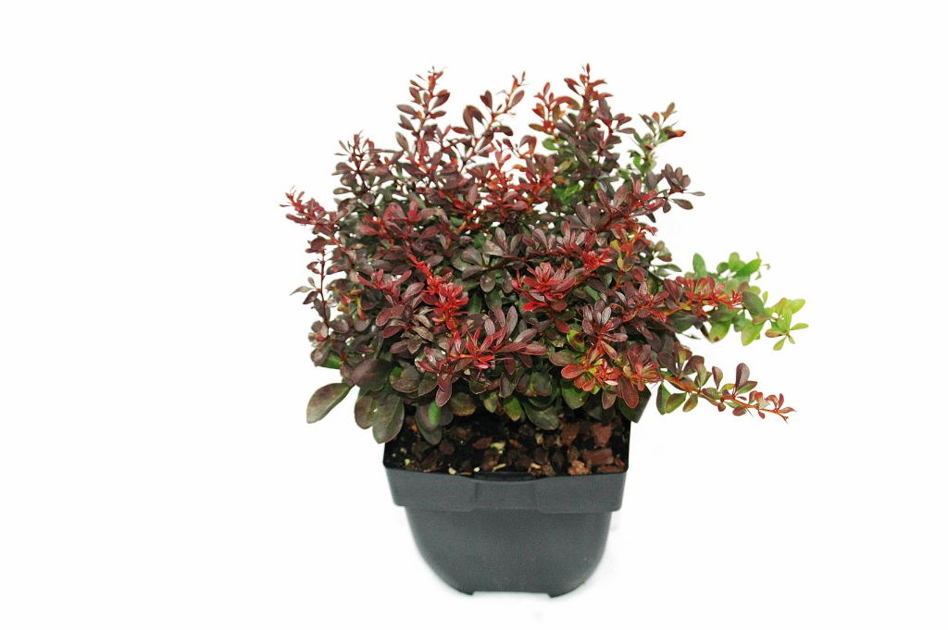 Berberis thunb. 'Atropurpurea Nana' - C2